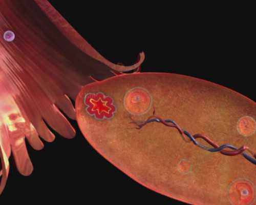 2026年IT男备孕深度解析：职业特征如何影响代怀与自怀的选择？